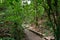 Spectacular green trail, surrounded by mountain vegetation in Sabas Nieves, El Avila Waraira Repano National Park mountain, Caraca