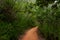 Spectacular green trail, surrounded by mountain vegetation in Sabas Nieves, El Avila Waraira Repano National Park mountain, Caraca