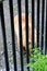 Spectacular grizzly bear behind bars in zoo in Alaska, USA, United States of America