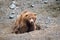 Spectacular grizzly bear resting in holes of soil dug by them in zoo in Alaska, USA, United States of America