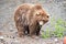 Spectacular grizzly bear standing in a huge cage with soil and vegetation in zoo in Alaska, USA, United States of America