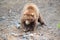 Spectacular grizzly bear walking in a huge cage with soil and vegetation in zoo in Alaska, USA, United States of America