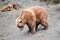 Spectacular grizzly bears resting in holes of soil dug by them in zoo in Alaska, USA, United States of America
