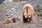 Spectacular grizzly bears resting in holes of soil dug by them in zoo in Alaska, USA, United States of America