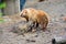 Spectacular grizzly bears walking in a huge cage with soil and vegetation in zoo in Alaska, USA, United States of America