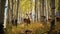 Spectacular Hyper Realistic Image Of Tetanus Deer In Aspen Forest