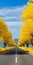 Spectacular Japanese-inspired Road Lined With Yellow Trees