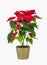Spectacular Large Red Poinsettia
