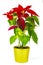 Spectacular Large Red Poinsettia