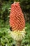 Spectacular Large Red Red hot poker