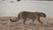 Spectacular Leopard walking in super slow motion