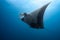 Spectacular Manta Ray in Socorro Island Waters: A Graceful Ocean Dance