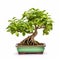 Spectacular Mint Bonsai Tree In Green Flower Pot On White Background