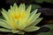 Spectacular moody bright yellow water lily in a pond