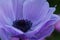 Spectacular moody close-up of a purple Anemone flower