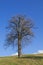 Spectacular oak tree in a grassy field