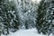 Spectacular panorama blurred background, trees covered with white snow