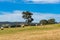 Spectacular panoramic landscape of field with sraw bales and eucalyptus
