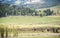 Spectacular panoramic views at Larmar Valley in Yellowstone National Park. Watch wildlife, Bison Buffalo, wolf, pronghorn.