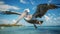 Spectacular Pelican In Flight: Detailed Marine Views With Vibrant Color Schemes