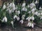 Spectacular photo with blooming forest snowdrops meadow in morning dew.