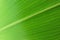 A spectacular photo of a bright green colored leaf displaying the texture and pattern in the finest detail f