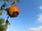 Spectacular photograph of a pomegranate fruit of great taste