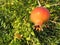 Spectacular photograph of a pomegranate fruit of great taste