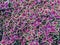Spectacular purple coleus plants