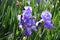 Spectacular purple iris in bloom in a garden