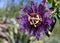 Spectacular Purple Passion Flower in the Sonoran Desert