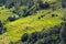 Spectacular rice fields on the Himalayan slopes, Nepal