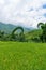 Spectacular rice fields and terraces