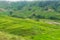 Spectacular rice terraces with green rice grass