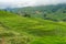Spectacular rice terraces with green rice grass