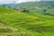 Spectacular rice terraces with green rice grass