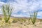 Spectacular Rock Formations at Joshua Tree