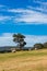 Spectacular rural landscape of field with sraw bales and eucalyptus tree