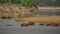 Spectacular scene of river full of hippos and crocodiles