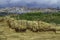 Spectacular scenic view of Agrigento and the secular Greek ruins from the Valley of the temples in Sicily