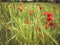 Spectacular shot over a cornfield with lots of poppies