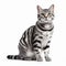 Spectacular Show Of Ages: American Shorthair Cat In Stripes