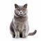 Spectacular Show Of Ages: Gray British Shorthair Cat On White Background