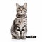 Spectacular Show Of Ages: Striped Cat Sitting Down On White Background