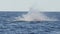 spectacular slow motion shot of a humpback whale calf leaping at merimbula in new south wales, australia