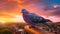 Spectacular Sunset Show With Pigeon On Railing