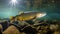 Spectacular Underwater Brook Trout In Dark Amber And Sky-blue