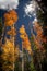 Spectacular vertical view of the autumn colored leaves and Pine Trees in Dixie National Forest in Southern Utah