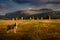 Spectacular view of Castlerigg stone circle with a sheep on a moody summer day in the Lake District Cumbria,