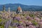 Spectacular view of the Cathedral Santa Maria del Fiore and Giotto`s bell tower in Florence with a purple flowering wisteria